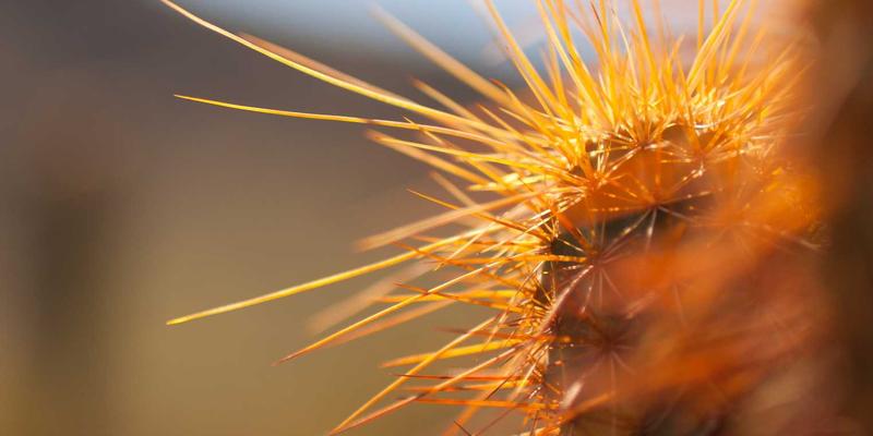 探秘槟城心脏地带：峇东埔56号的文化与旅行指南