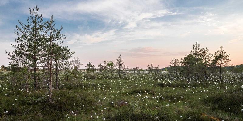 探索槟城秘境：Permatang Pauh88，马来西亚北部的文化与生态瑰宝