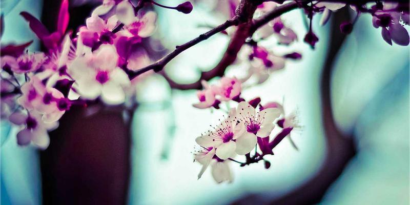 槟城Permatang Pauh传统马来武术Silat：在马来西亚生活不可错过的文化盛宴