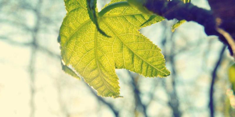 槟城Permatang Pauh探秘：清真寺与寺庙共存的东南亚多元文化和谐典范